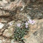 Erodium cheilanthifolium flower picture by Alexander Weller (cc-by-sa)