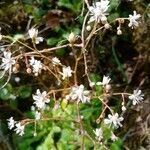 Saxifraga hirsuta flower picture by Pereira Lina (cc-by-sa)