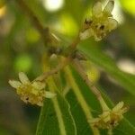 Nectandra angustifolia flower picture by Federico Castrillón (cc-by-sa)