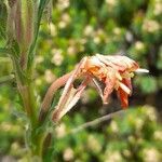 Oenothera indecora flower picture by Trap Hers (cc-by-sa)