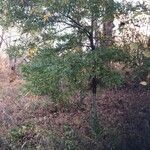 Quercus phellos habit picture by susan white (cc-by-sa)