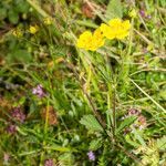 Potentilla grandiflora habit picture by Martin Bishop (cc-by-sa)