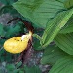 Cypripedium calceolus flower picture by Daniel Barthelemy (cc-by-sa)