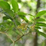 Neea psychotrioides flower picture by Nelson Zamora Villalobos (cc-by-nc)