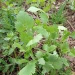 Pimpinella anisum leaf picture by Pradela Amanda P. (cc-by-sa)