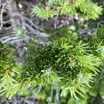 Abies lasiocarpa leaf picture by James Harvey (cc-by-sa)