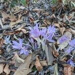 Colchicum autumnale habit picture by Claudio Malpede (cc-by-sa)