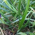 Iris douglasiana leaf picture by Johnny Poppyseed (cc-by-sa)