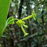 Wikstroemia indica flower picture by Richard Chesher (cc-by-sa)