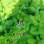 Vicia sativa flower picture by Kristin Appelbaum (cc-by-sa)