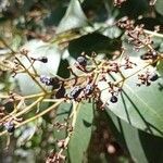 Ligustrum lucidum fruit picture by Aig Garcia (cc-by-sa)