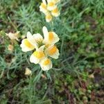 Linaria vulgaris flower picture by Stéphane HENRY (cc-by-sa)