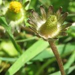 Bellis perennis fruit picture by Gianni Del Bufalo (cc-by-sa)