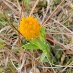 Polygala lutea flower picture by Paris B (cc-by-sa)