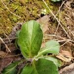 Erigeron pulchellus leaf picture by frogs (cc-by-sa)