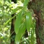 Bulbophyllum occultum habit picture by H. Goëau (cc-by-sa)