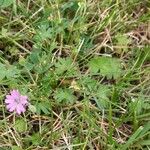 Geranium molle habit picture by cscoq (cc-by-sa)