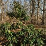 Rhododendron maximum habit picture by Matthias Foellmer (cc-by-sa)