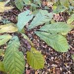 Asimina triloba leaf picture by Jessica And Domnique Merricks (cc-by-sa)