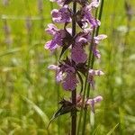 Stachys palustris flower picture by Michael Vance (cc-by-sa)