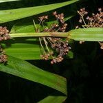 Becquerelia cymosa habit picture by Nelson Zamora Villalobos (cc-by-nc)