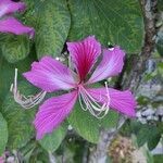 Bauhinia monandra flower picture by William Gustave (cc-by-sa)