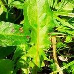 Taraxacum mattmarkense leaf picture by Vertes Pognes (cc-by-sa)