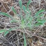 Silene otites leaf picture by Christophe Rollier (cc-by-sa)