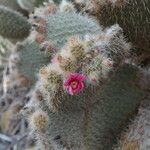 Opuntia pilifera flower picture by Jorge Hernández López (cc-by-sa)