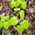 Tilia americana habit picture by Pascal Guerin (cc-by-sa)