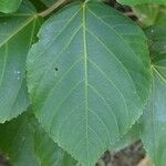 Acalypha hispida leaf picture by Daniel Barthelemy (cc-by-sa)