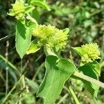 Mikania cordifolia flower picture by Trap Hers (cc-by-sa)