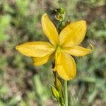 Echeandia flavescens flower picture by SCAMPS_MX (cc-by-sa)