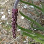 Plantago crassifolia flower picture by margarida vila (cc-by-sa)