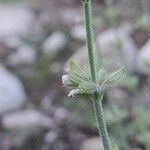 Salvia aegyptiaca flower picture by M. Hedayat (cc-by-sa)