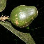 Posoqueria robusta fruit picture by Nelson Zamora Villalobos (cc-by-nc)