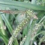 Carex pseudocyperus leaf picture by Carolin Schmidt (cc-by-sa)