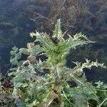 Sonchus asper habit picture by Tristan Jaton-Maria (cc-by-sa)