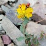 Hypericum scouleri flower picture by Danielle Mccloy (cc-by-sa)