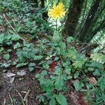 Hieracium murorum habit picture by Alain Bigou (cc-by-sa)