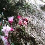 Syzygium cymosum flower picture by Bernard REYNAUD (cc-by-sa)