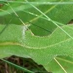 Hypochaeris uniflora leaf picture by Pietro Brignoli (cc-by-sa)