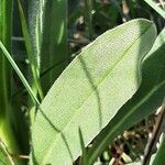 Cynoglossum clandestinum leaf picture by Monteiro Henrique (cc-by-sa)