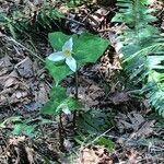 Trillium ovatum flower picture by Keziah Rhoads (cc-by-sa)