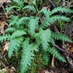 Pedicularis canadensis leaf picture by Erin Froehlich (cc-by-sa)