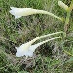 Gladiolus gunnisii flower picture by susan brown (cc-by-sa)