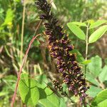 Amorpha fruticosa flower picture by J84 (cc-by-sa)