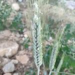 Triticum turgidum flower picture by Julio Navarro (cc-by-sa)