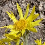 Senecio niveoaureus flower picture by Fabien Anthelme (cc-by-sa)