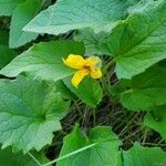 Arnica cordifolia leaf picture by Brett Lytle (cc-by-sa)